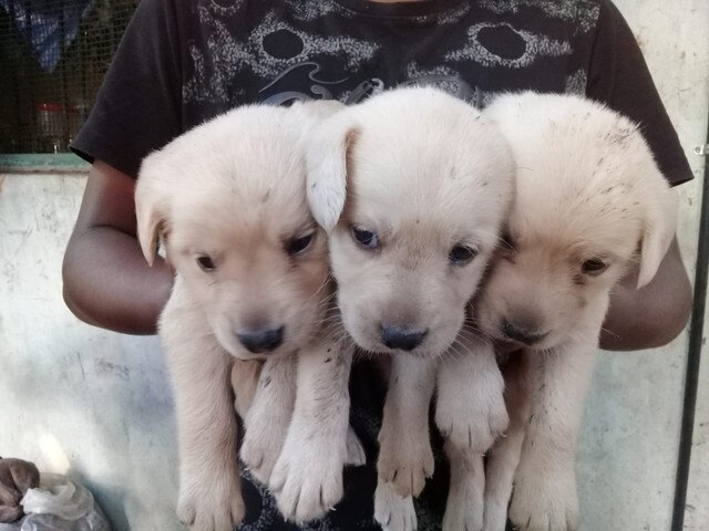 Labrador Retriever Thrissur Red Kennels Perinchery Thrissur Kerala